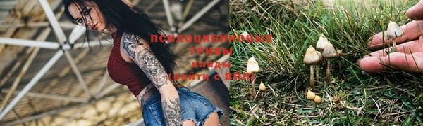 прущие грибы Бородино